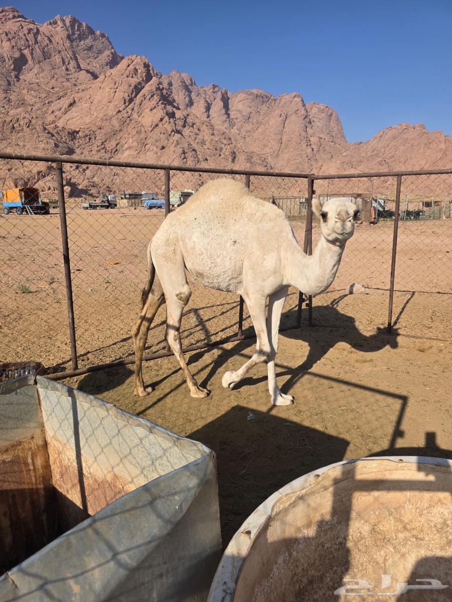 حاشي للبيع64426523699457111