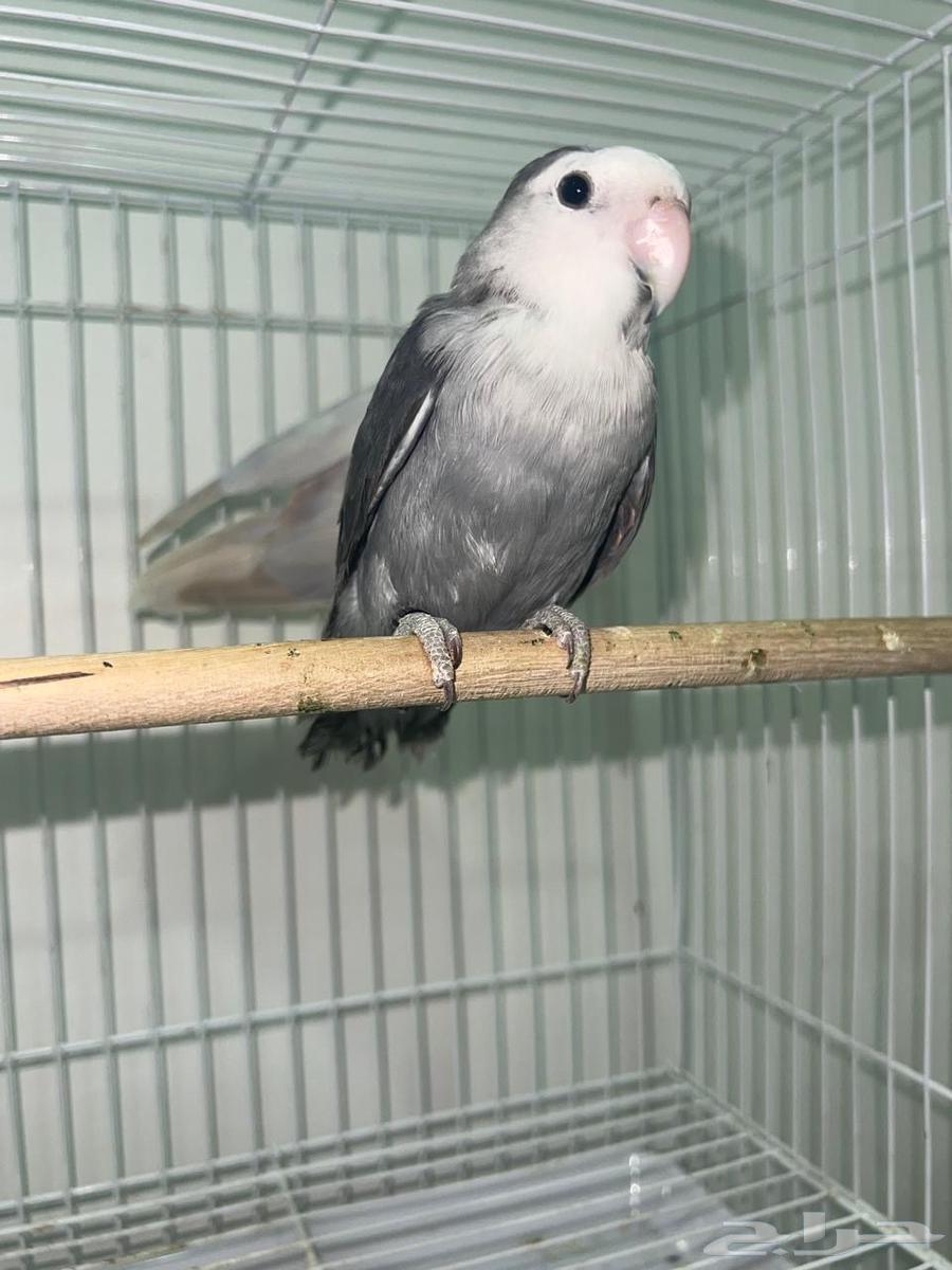 Daily Walnut64671761368833113