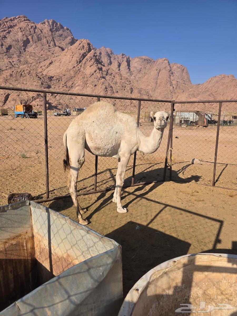 حاشي للبيع64426523699457110