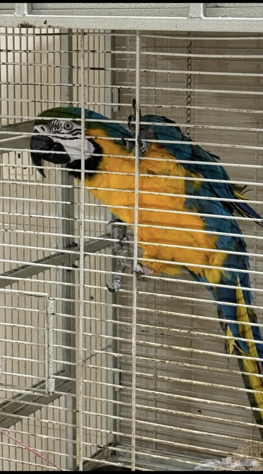 ببغاء مكاو64671610793218112