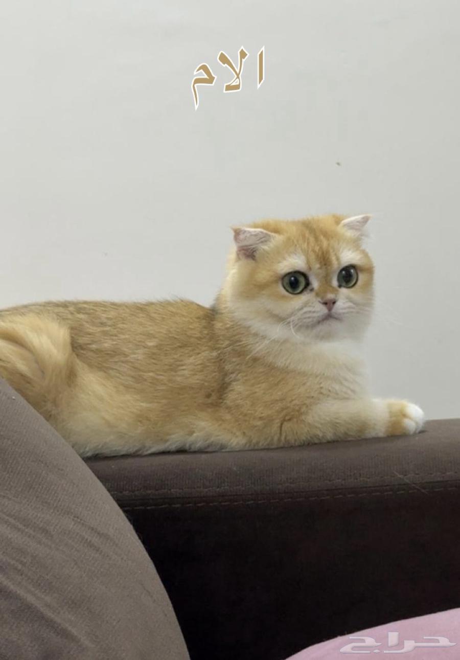 High-quality imported kittens, imported parents, symbolic price64565870277889114