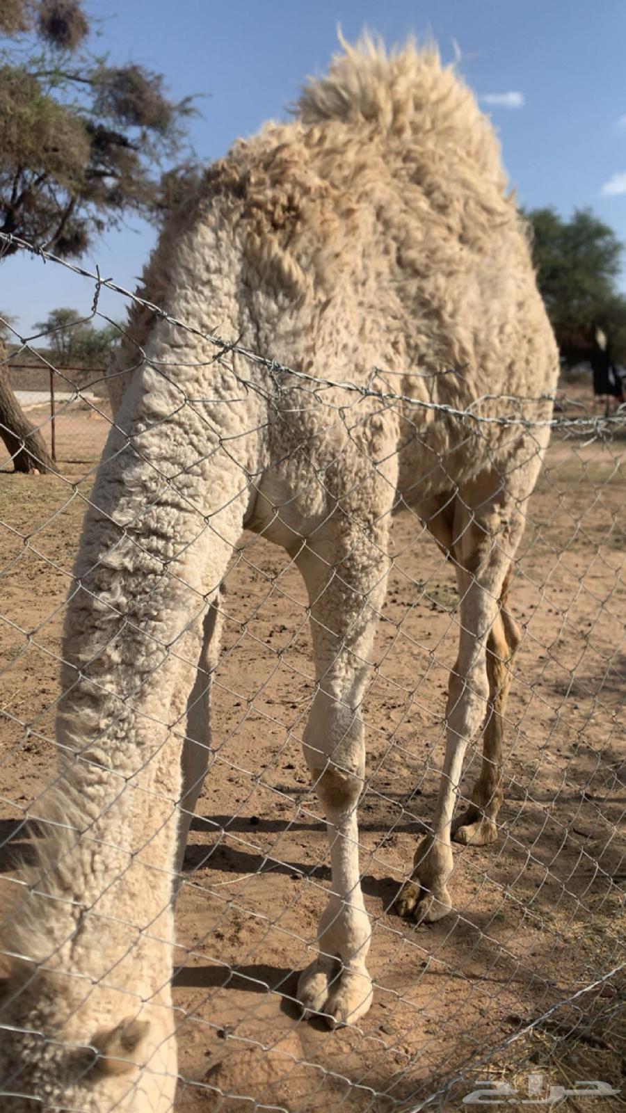 للبيع قعود كفو كفو64682355330051114