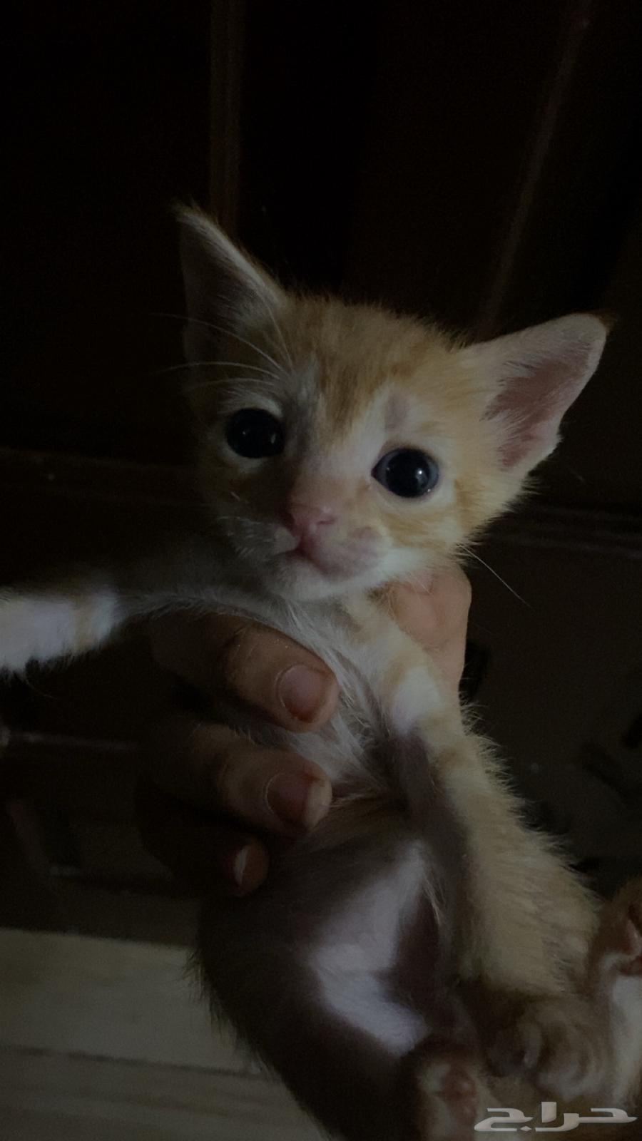 Two kittens for adoption, small, cute, and playful64165801087618110