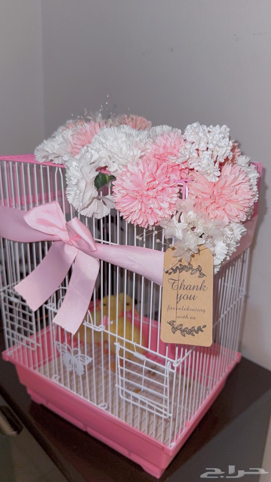 صوص بط بكيني للبيع مع ملحقات وتزيين هدايا64679897883650110