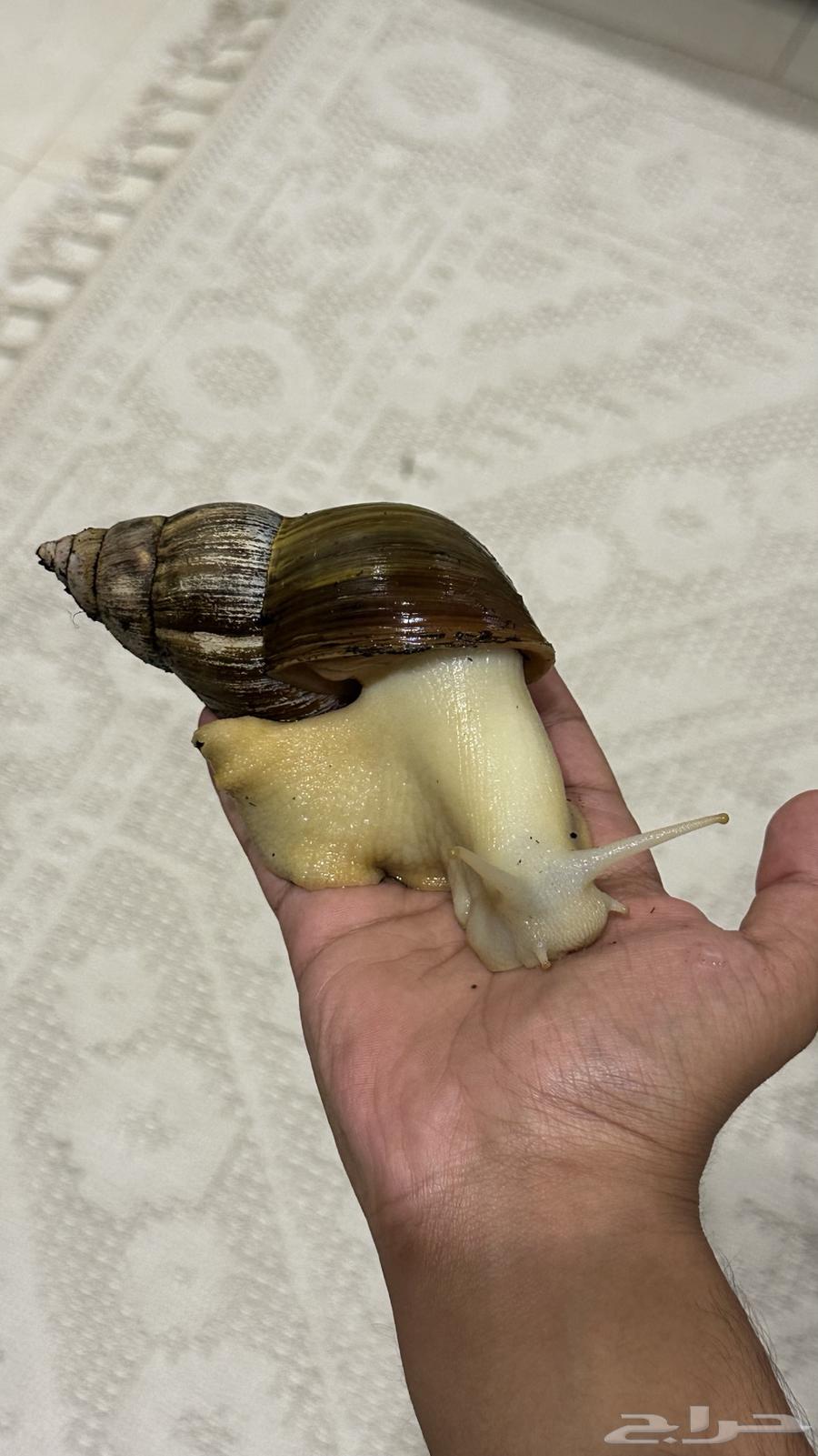 حلزون افريقي عملاق64682912041217111