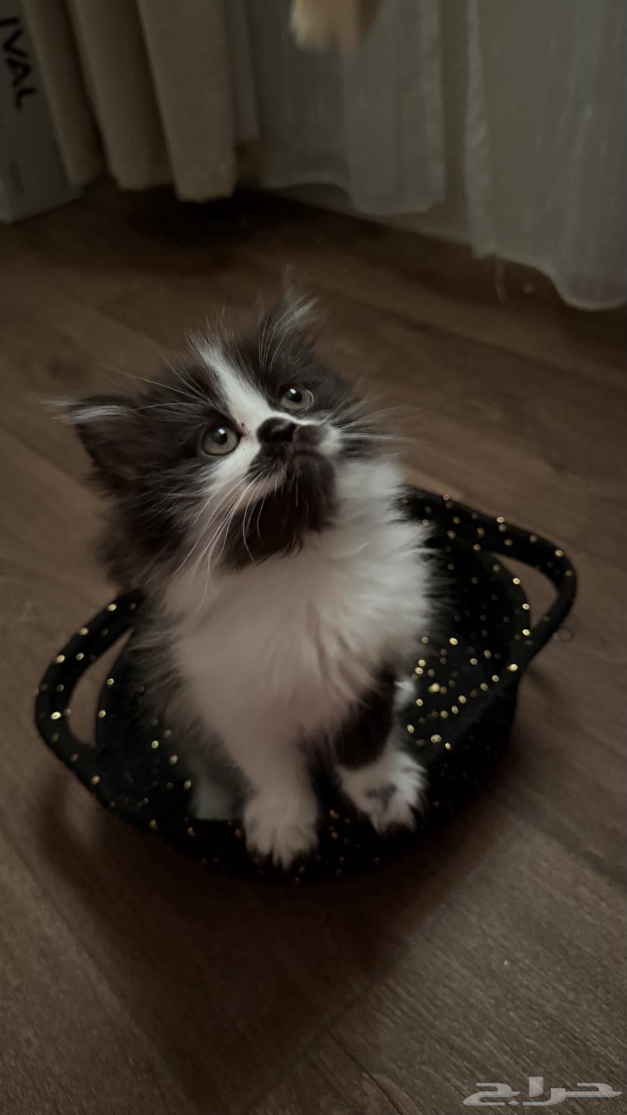 قطه كيتن للبيع64683170319490111