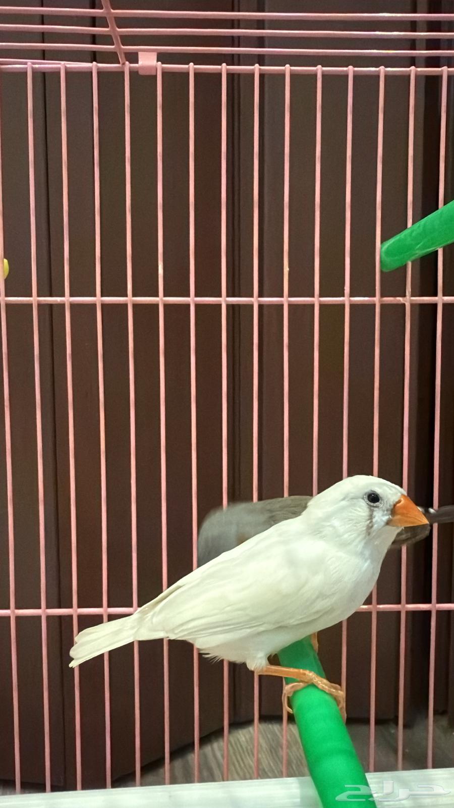 عصافير للبيع64677062017793110