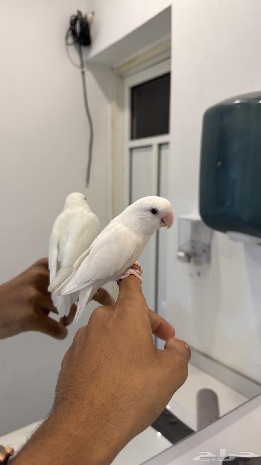 للبيع ذكر روز البينو (( تم البيع ))64616616240641110