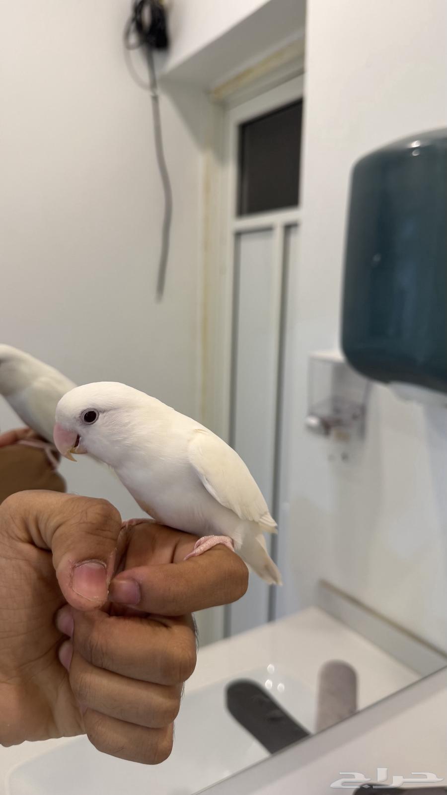 للبيع ذكر روز البينو (( تم البيع ))64616616240641111