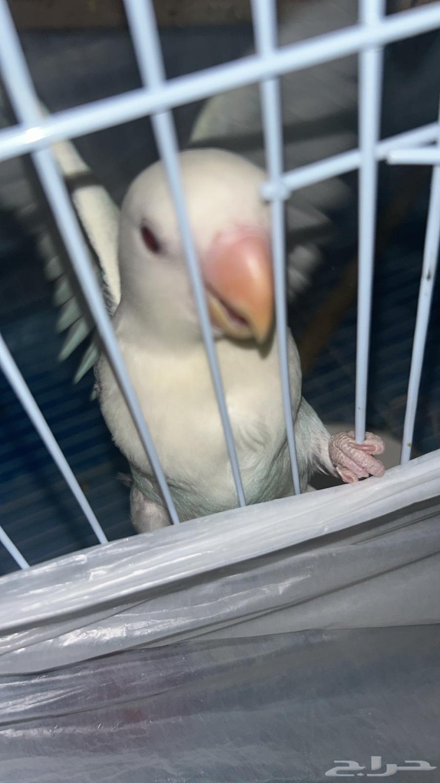 روز البينو صافي عيون حمر64683376110339111