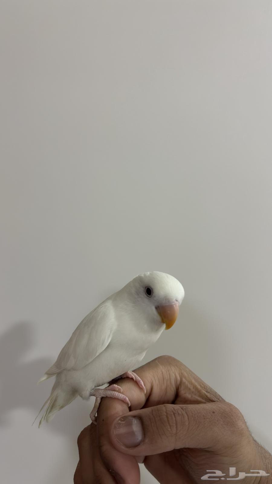 بيع طير روز تربية جامبو64666658826114112