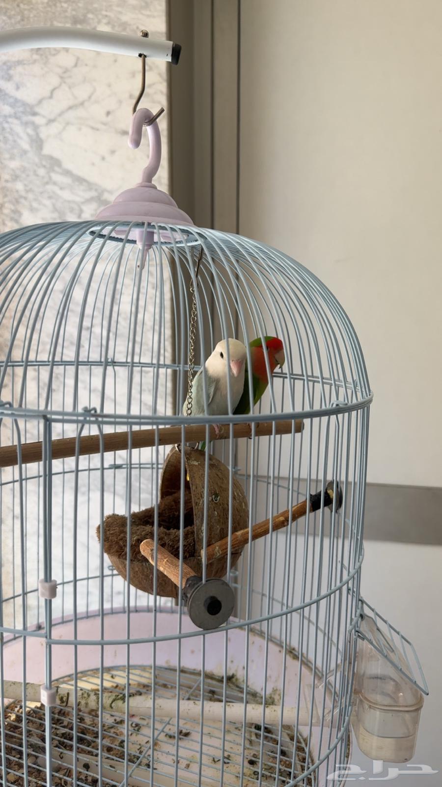 الظهران64679299024898110