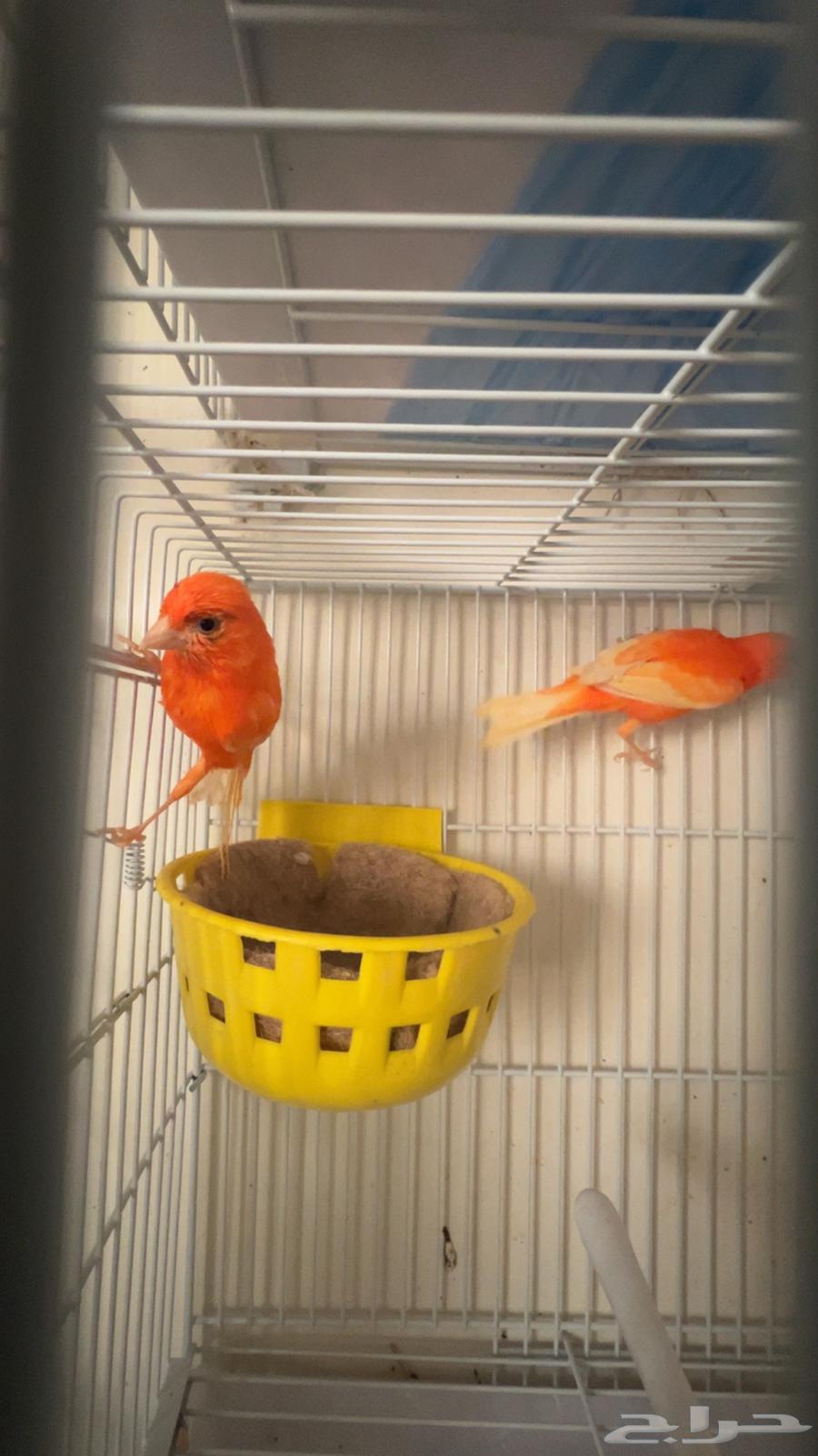 جوز كناري مميز جدا لاصحاب الذوق الرفيع وذكور تغريد64680124182531111