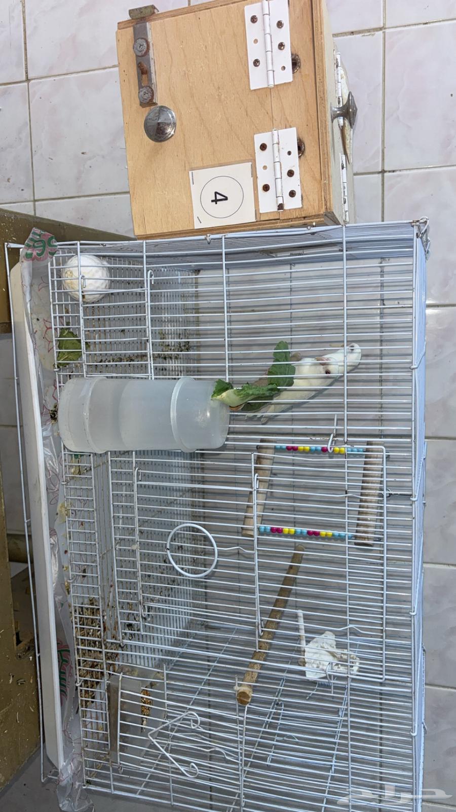 زوج طيور روز منتج64678801732865110