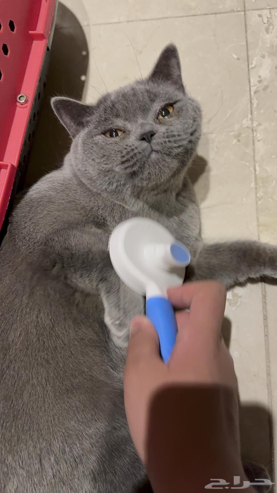 للبيع قط سكوتش بلو مستوى قوي64679299016450112