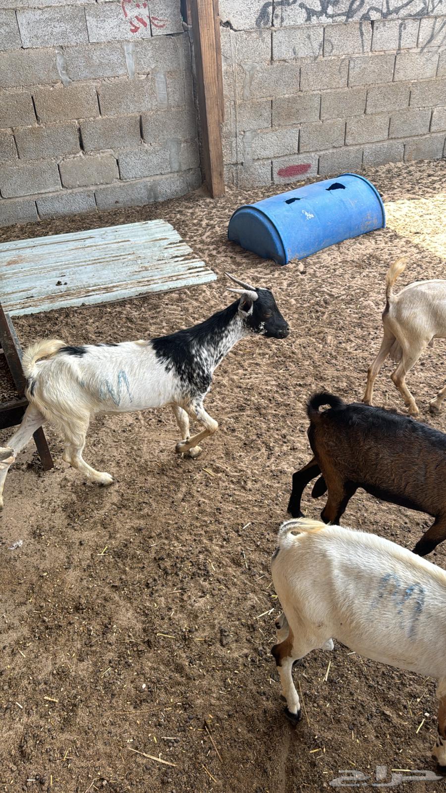 تيوس مستورده جيبوتي ويمني64683759754625111