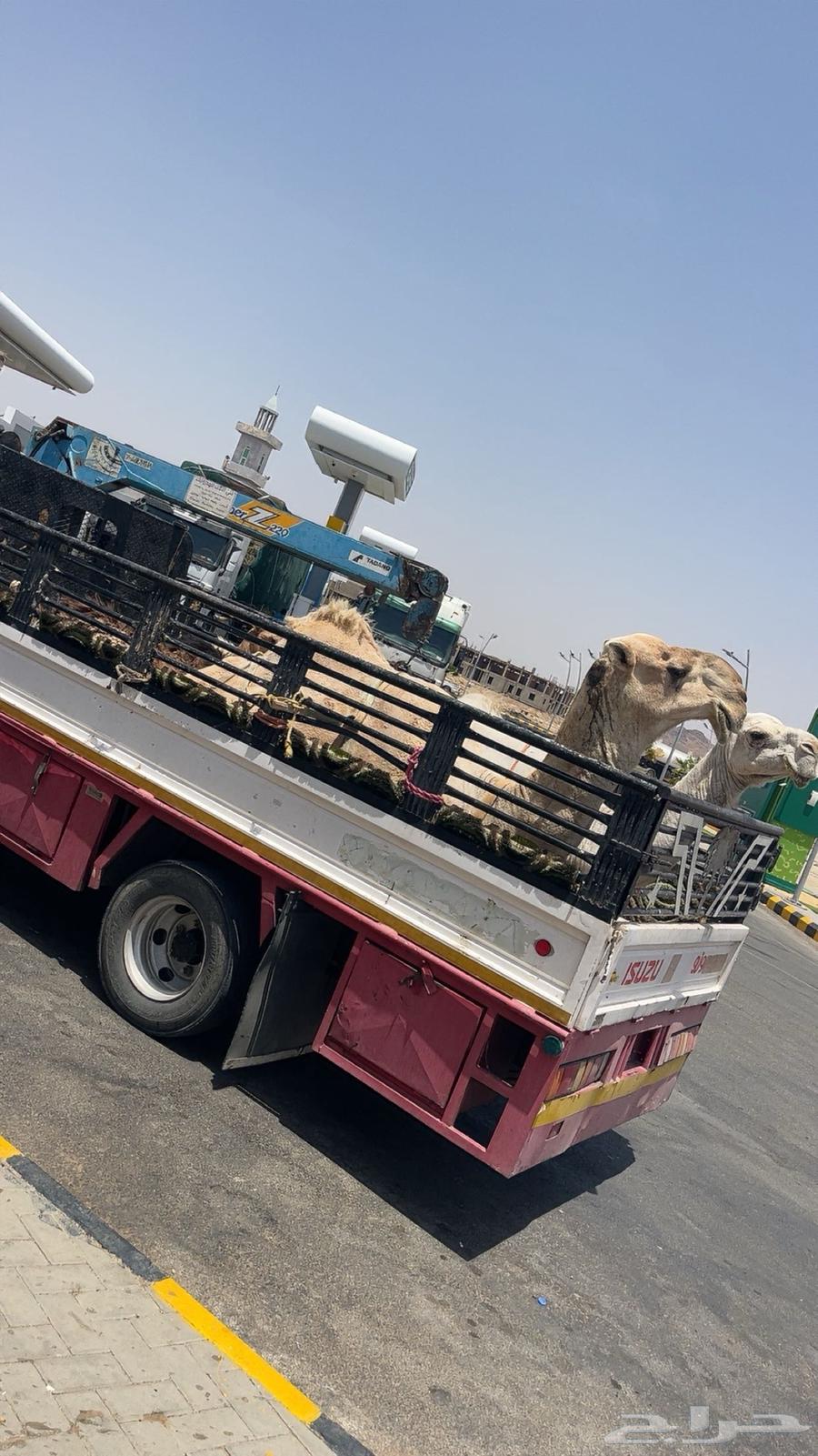 دنا هيدروليك64168682297346110