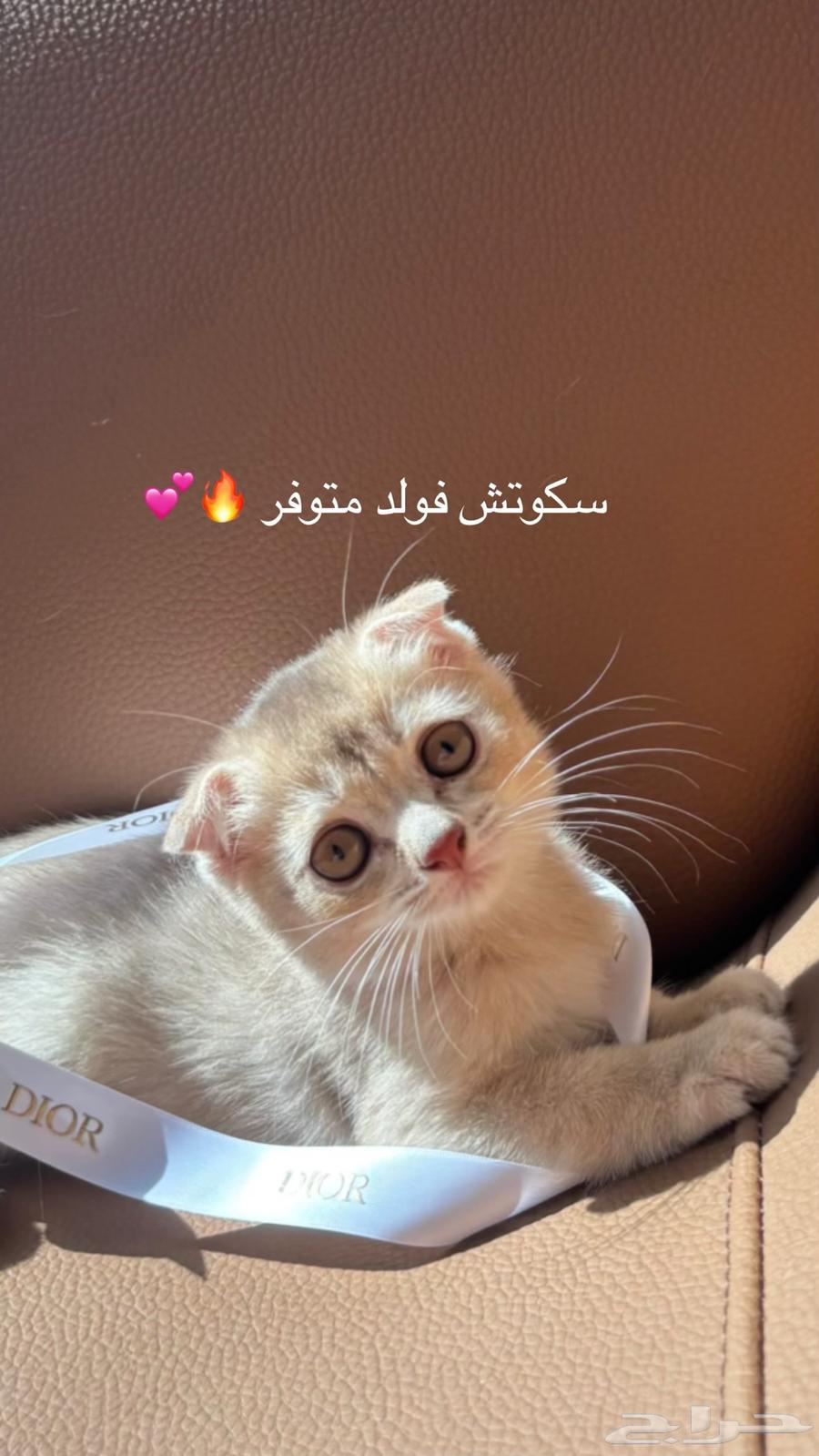 سكوتش فولد وبرتش للبيع من جد مستورد للربح والانتاج64677754666498110