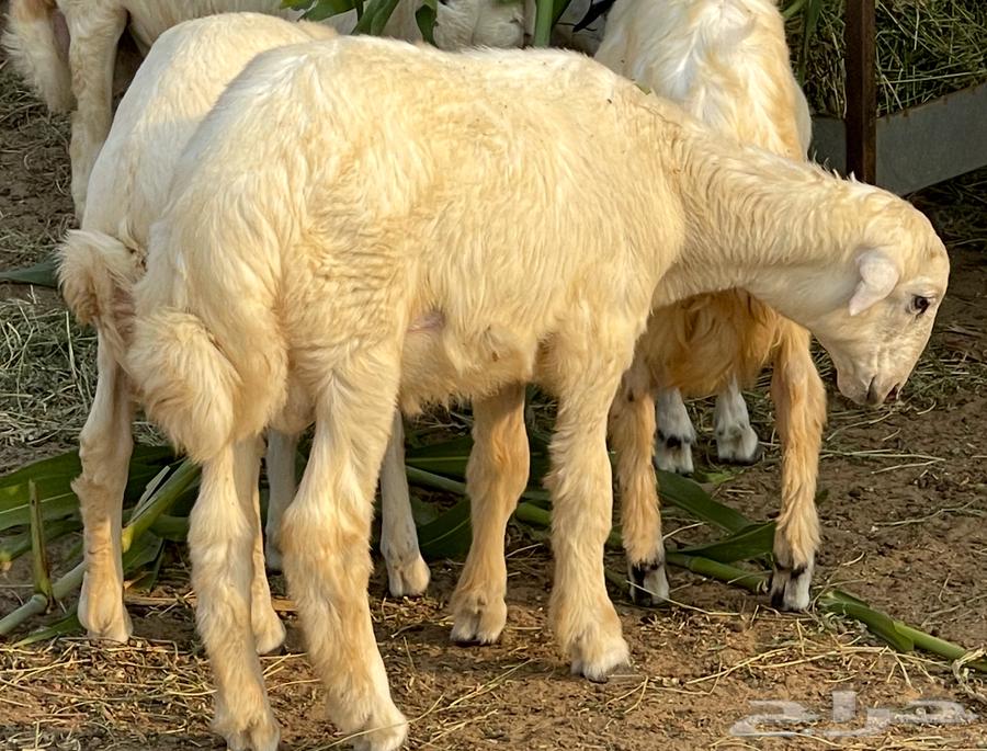 للبيع خروف حري ( تم البيع )64414779696514112