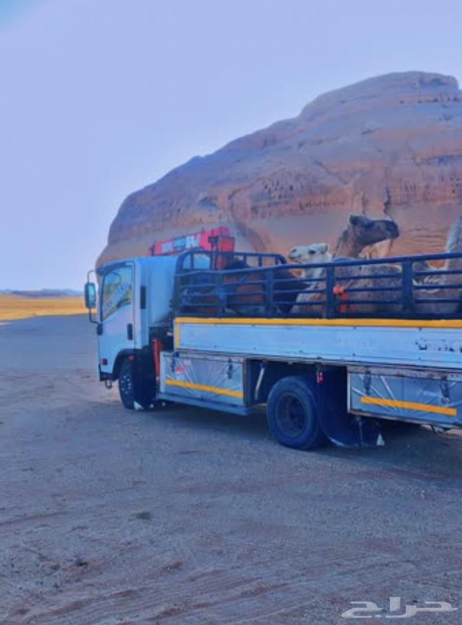 Dina crane trips to and from camel in Ha'il64168918816385111