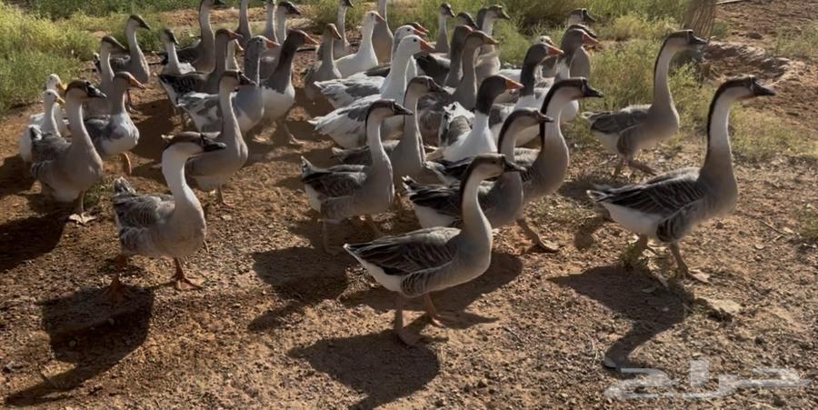 وز عراقي64679636171907111