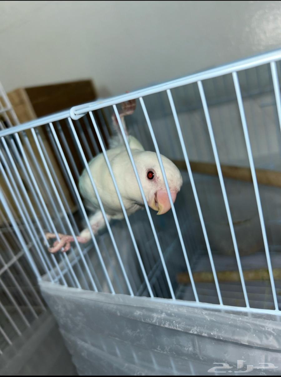 روز البينو صافي عيون حمر64683376110339110