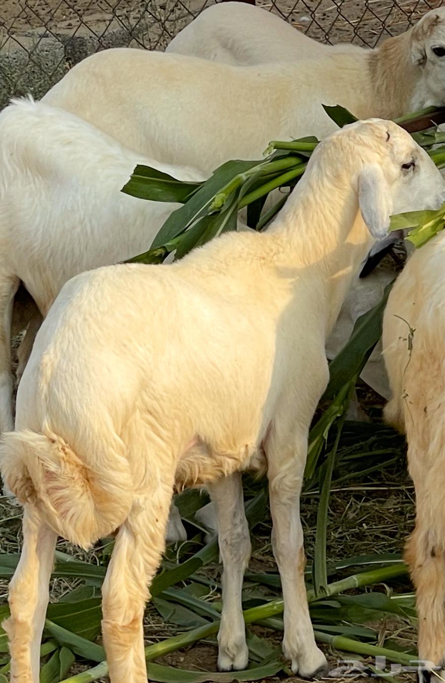 للبيع خروف حري ( تم البيع )64414779696514111