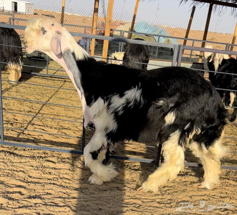 Najdi Colt for Sale with Discount – Stallion Project64684480948097111