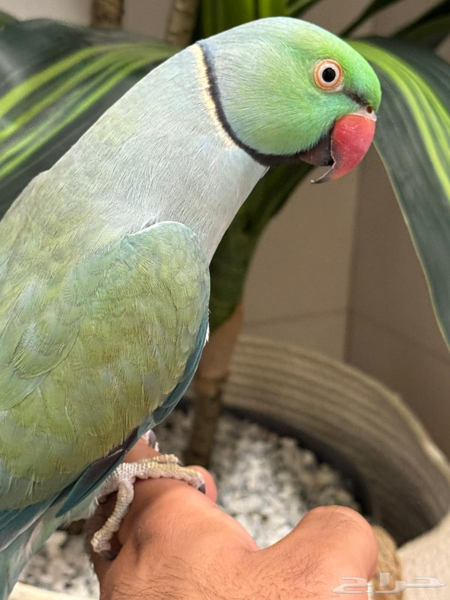 تم البيع تم البيع ذكر دره64681503065217114