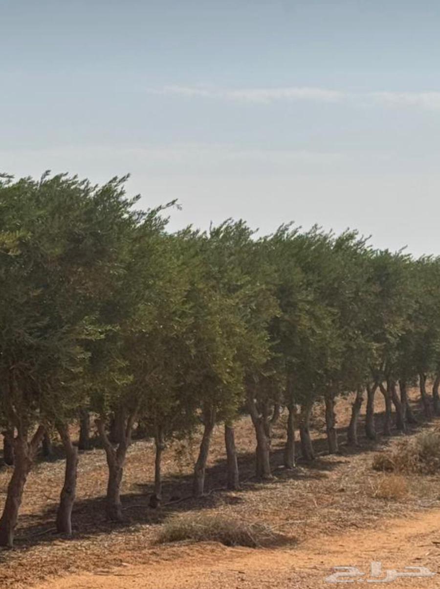 شجر زيون اشجار الزيتون64678892269442111