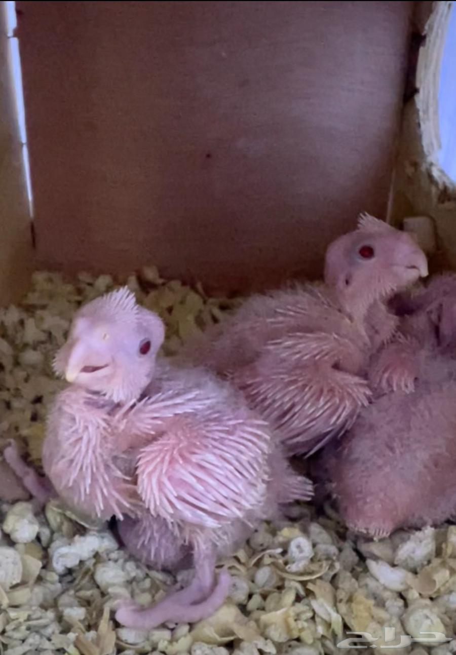 بيع فروخ روز وكروان64680849078403110