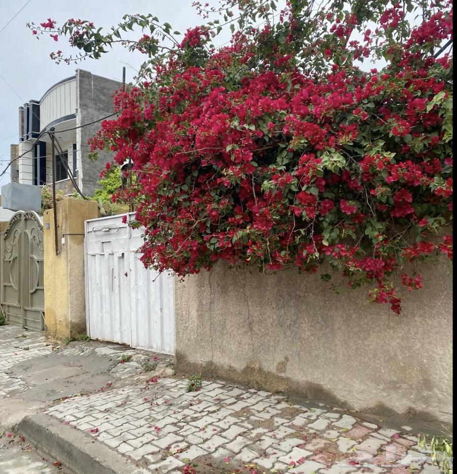 Blossoming Jahnemia Tree64682554388865112