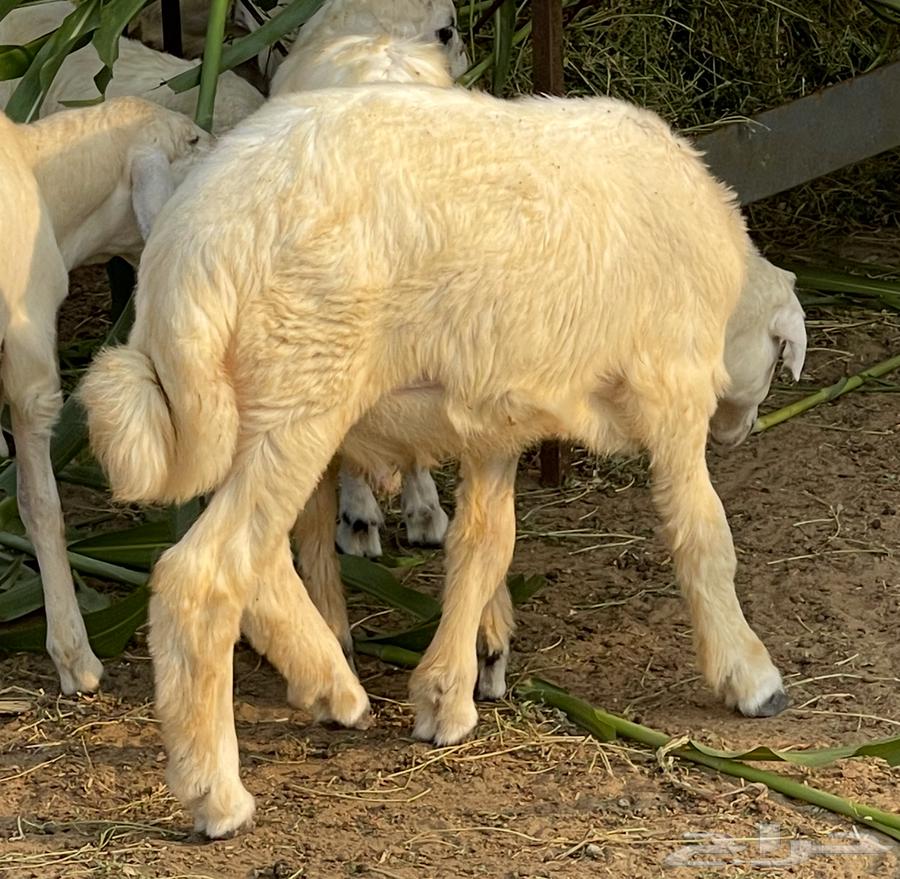 للبيع خروف حري ( تم البيع )64414779696514110