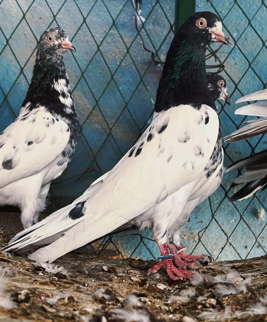 للبيع اجواز حمام بكستاني تيدي طيور قويه64494263784321110