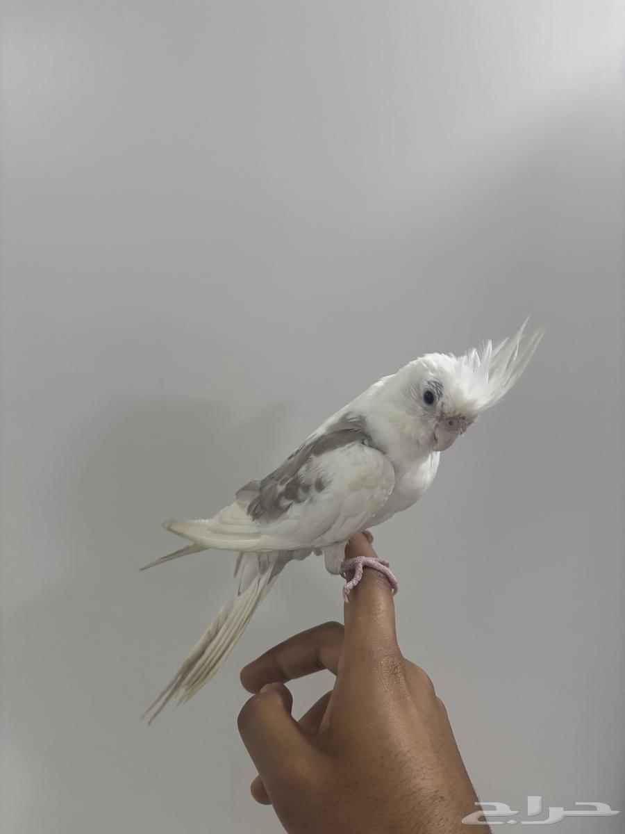 للبيع كروان أليف64677653404419110