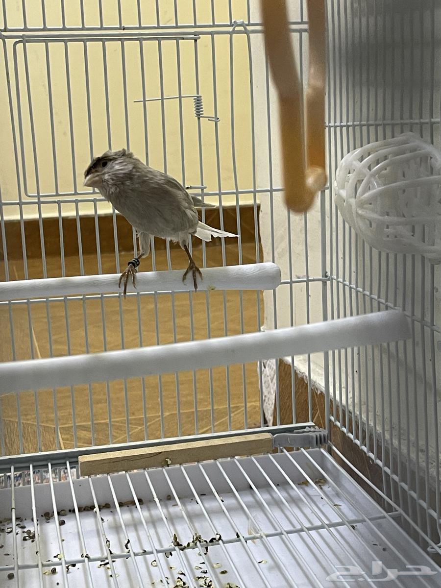 كناري كرست جاسب انتاج 25 انتاج محلي64680511297793114