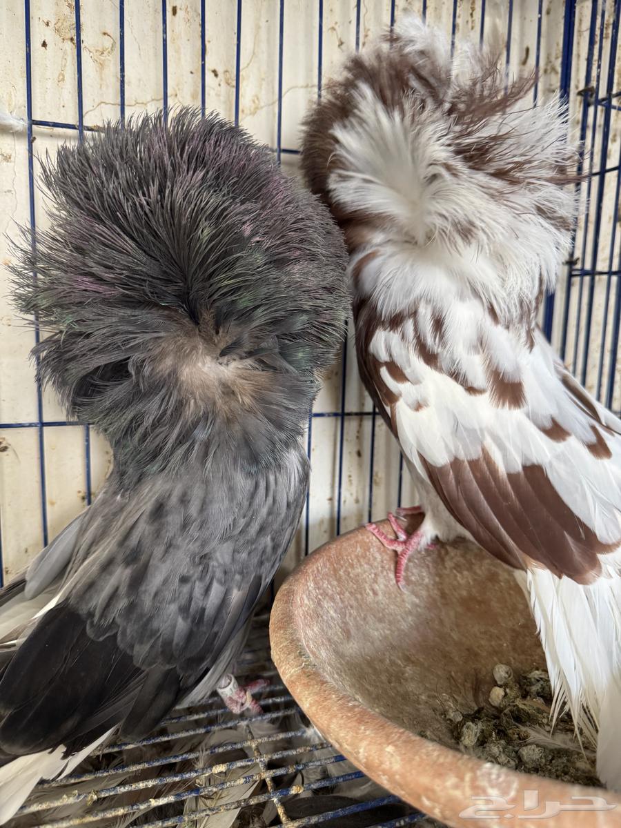 زوج جاكوبين للبيع64680023580418112