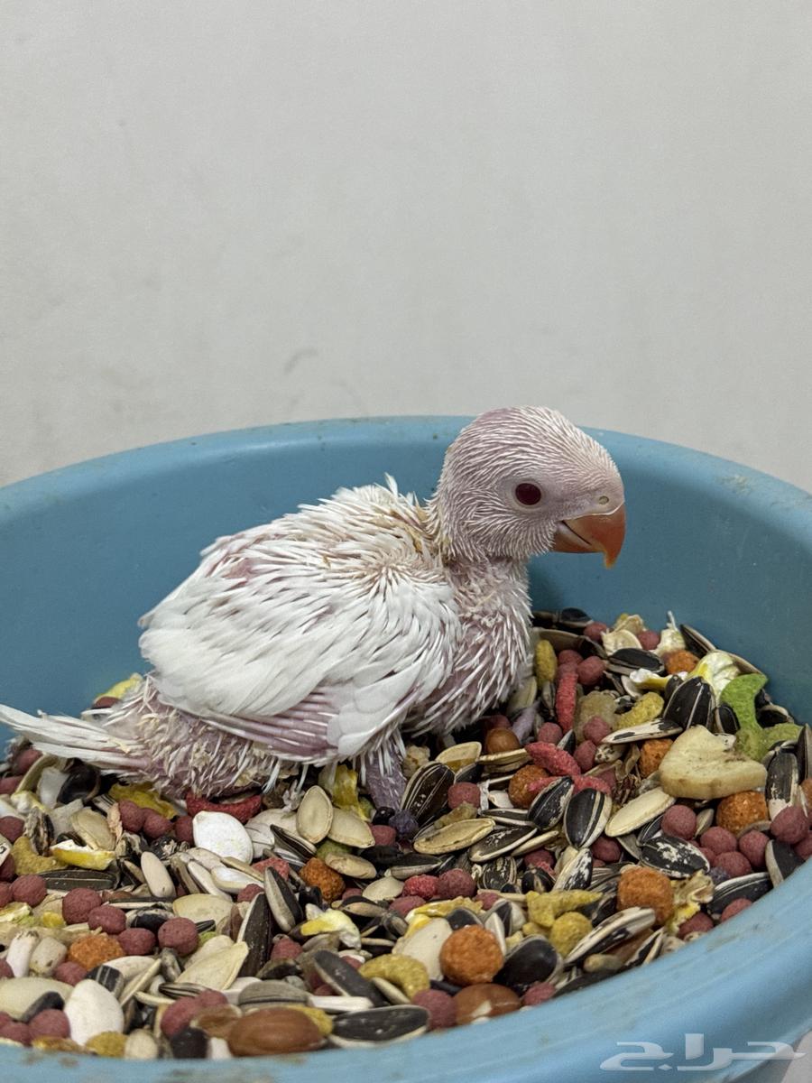 Ferakh Dura Ghur Al-Binu (External Production)64679086820737110