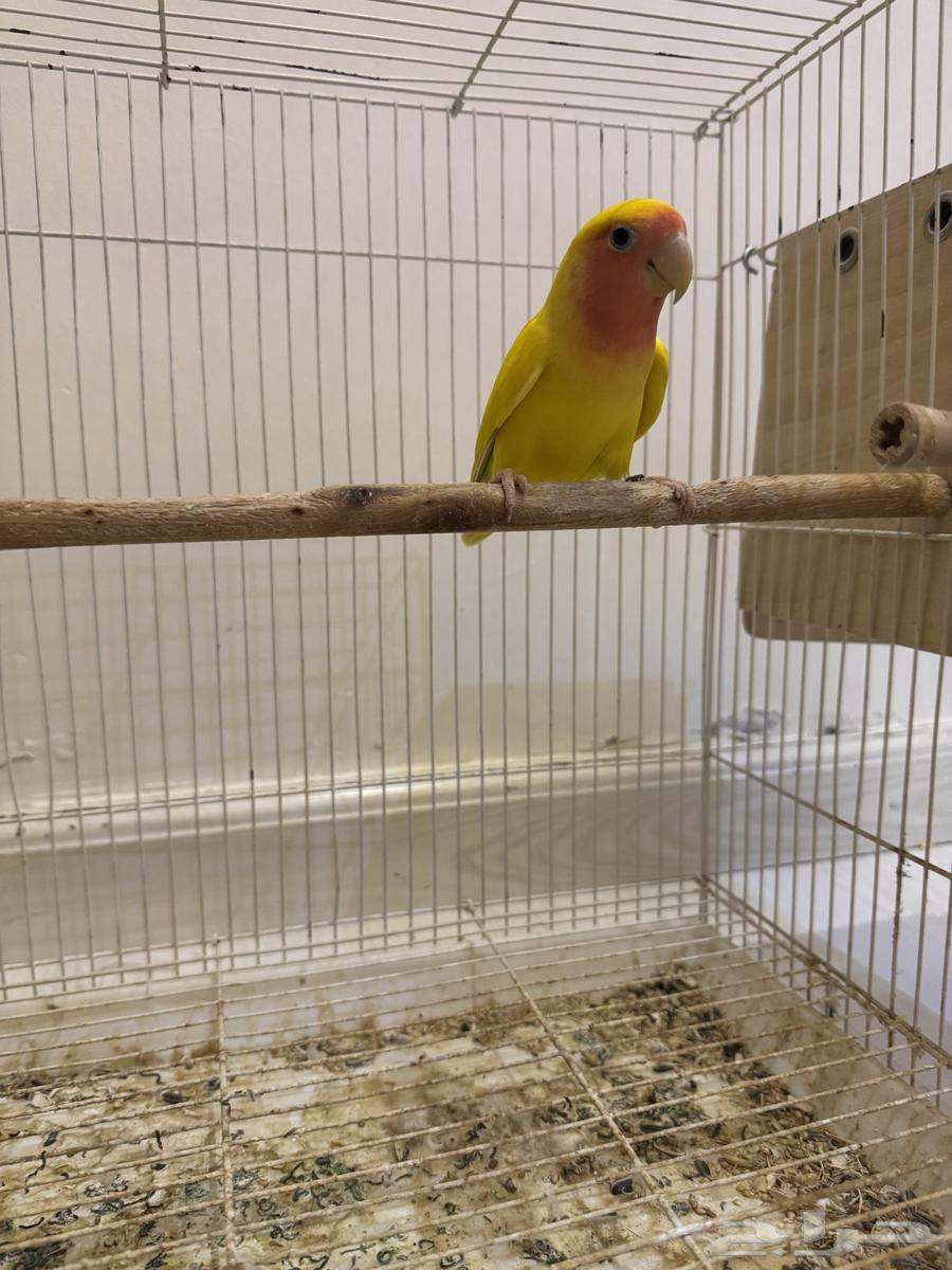 جوز روز لاتينو64679985775362111