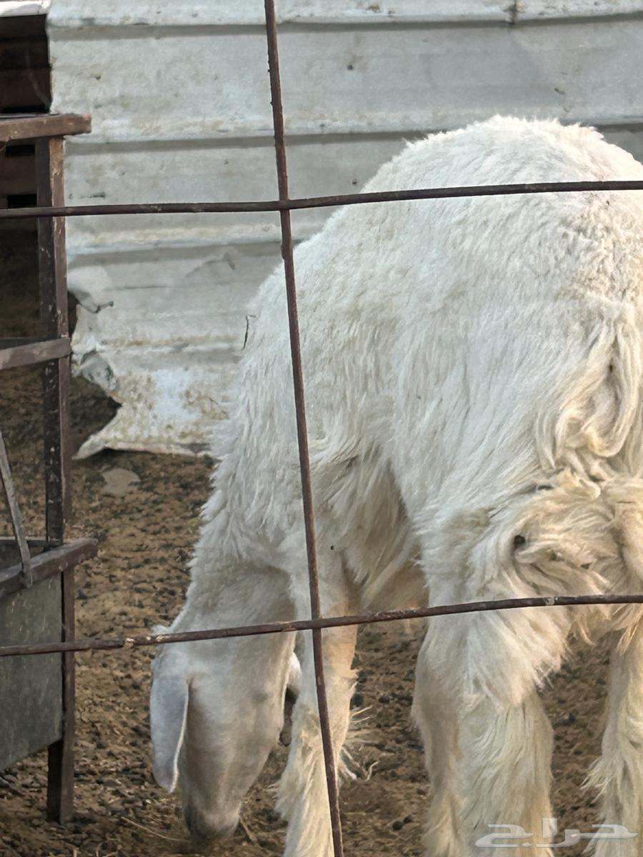 خروفين من المراح نظيفه وعلفها برسيم وشعير ماجاها ابر ولاغير64678426685442111