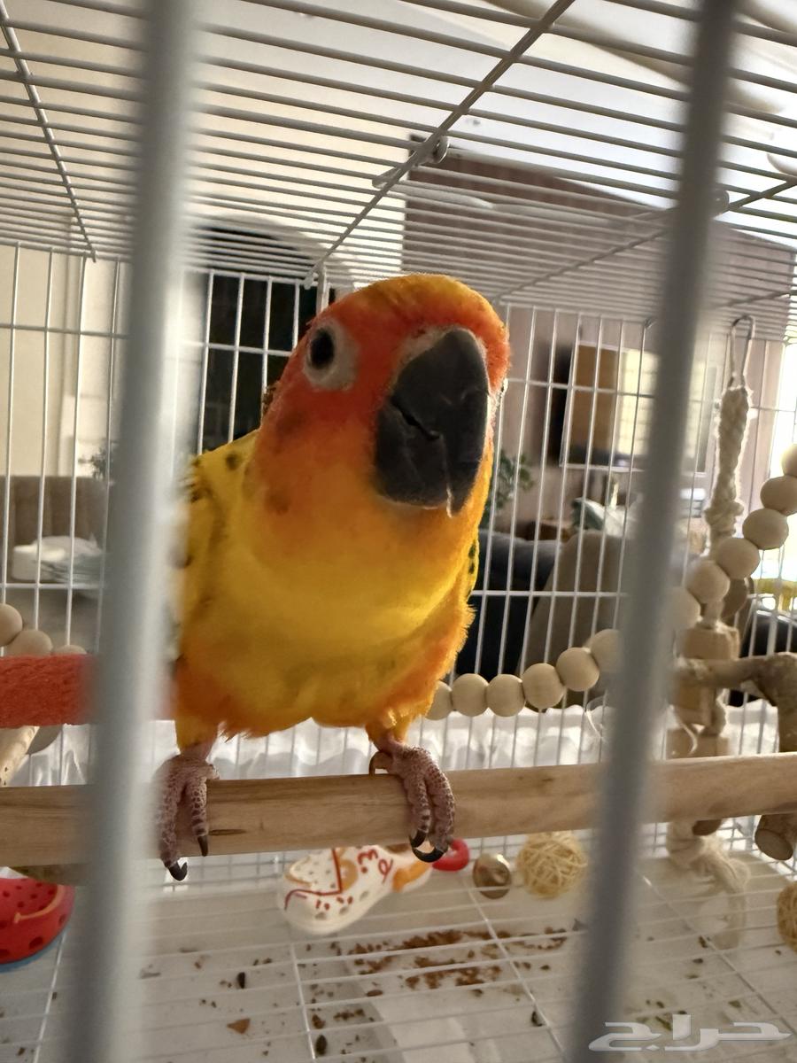 صن كنيور ذكر هدد واليف جدا السوم وصل 70064679349406979112