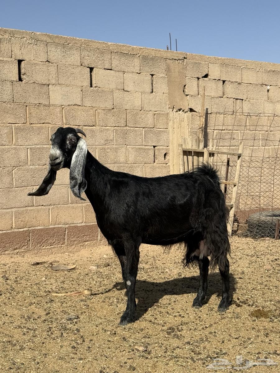 للبيع عنز عارضيه صنف مضرع64682419492227110