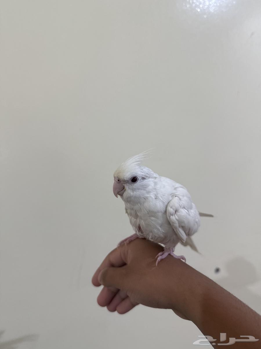 كروان البينو اليف (تم البيع خارج حراج الله يبارك له )64474514130307112