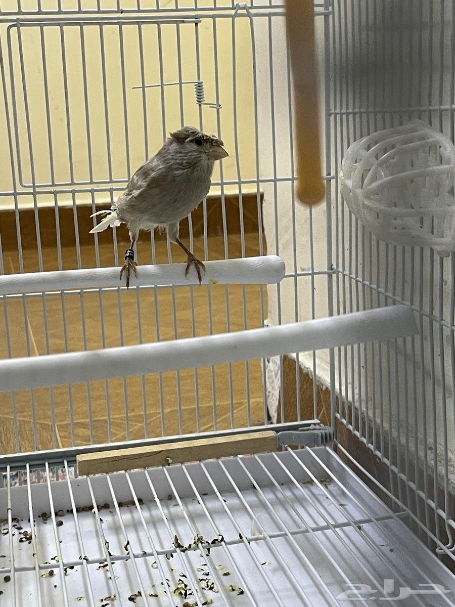 كناري كرست جاسب انتاج 25 انتاج محلي64680511297793113