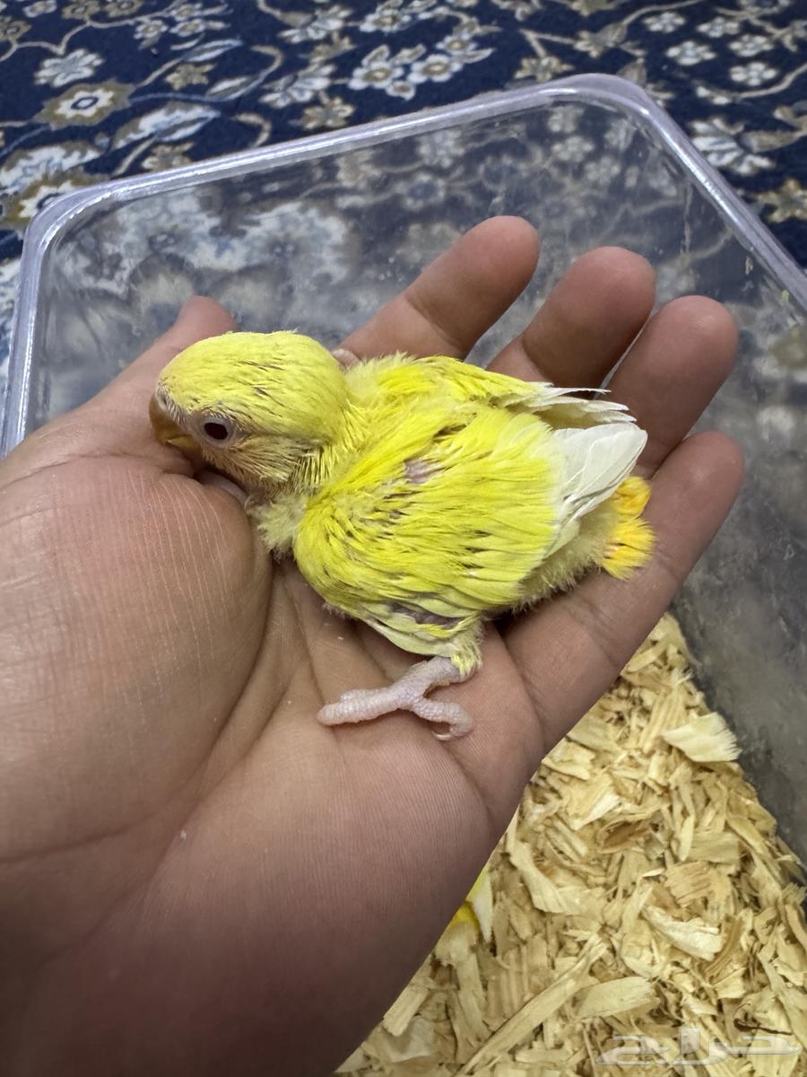 فرخين روز اورنج. تم البيع64678364000513111