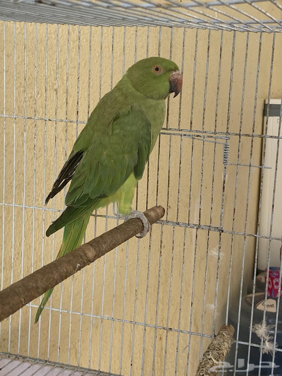 بغبغاء64682240473603111