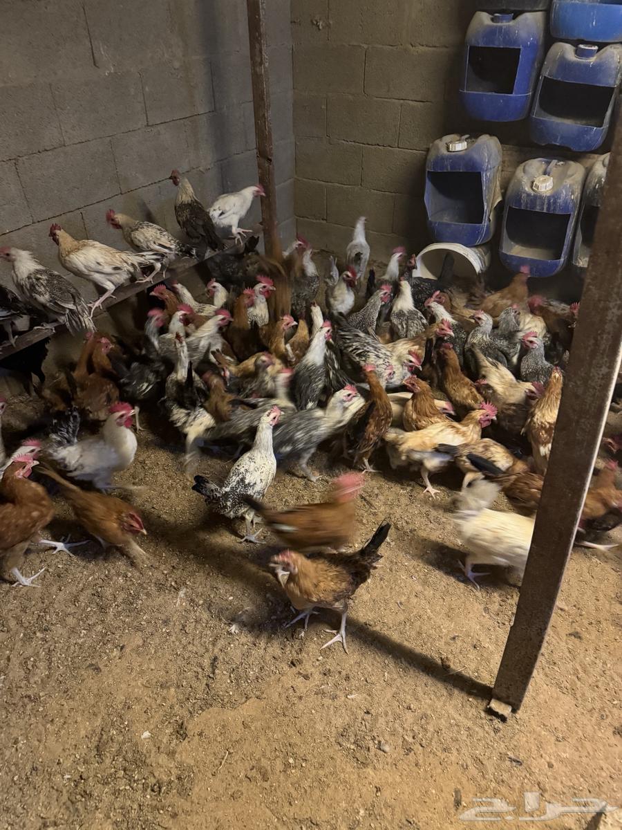 ديوك بلدي و فيومي للبيع ( عرض خاص )64687424878593111