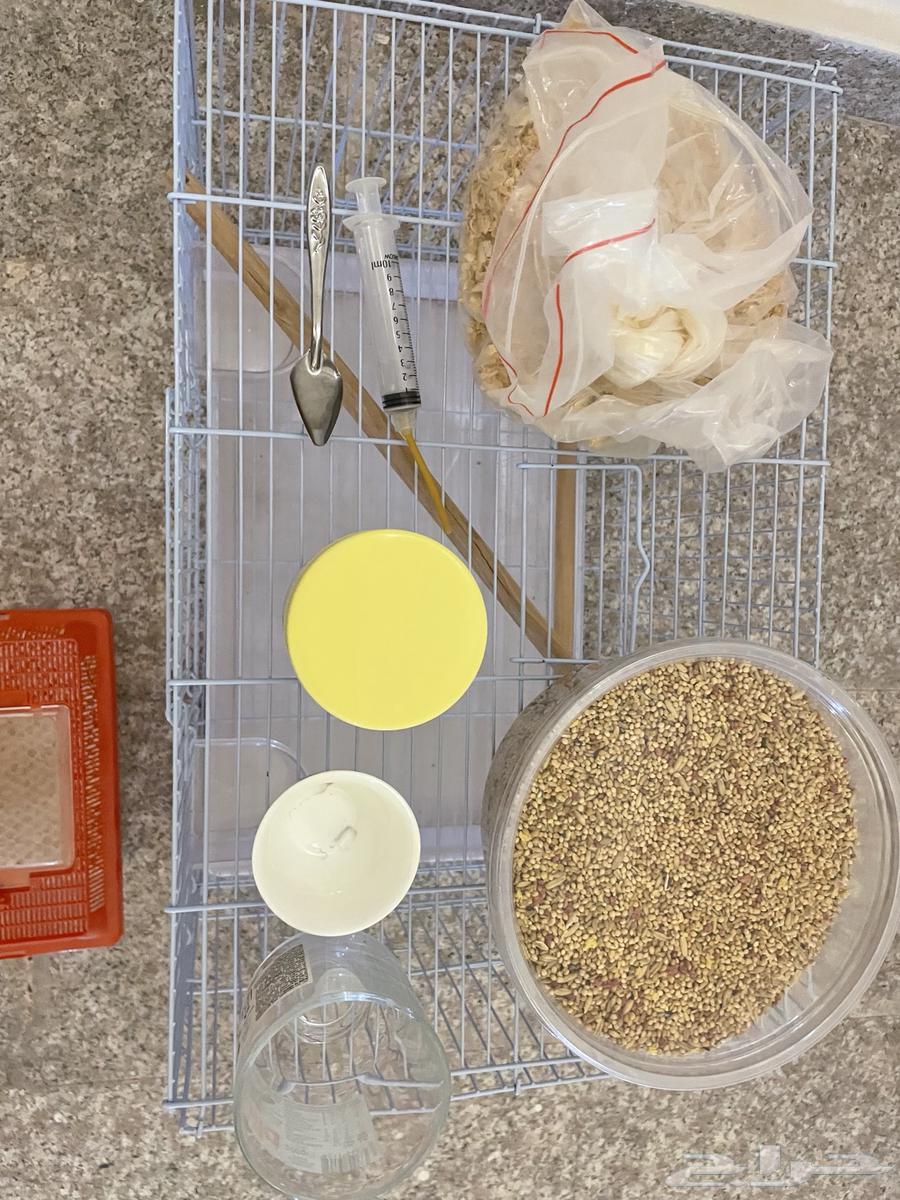 قفص وحضانه ونشارة وحب للبيع64686628221699111