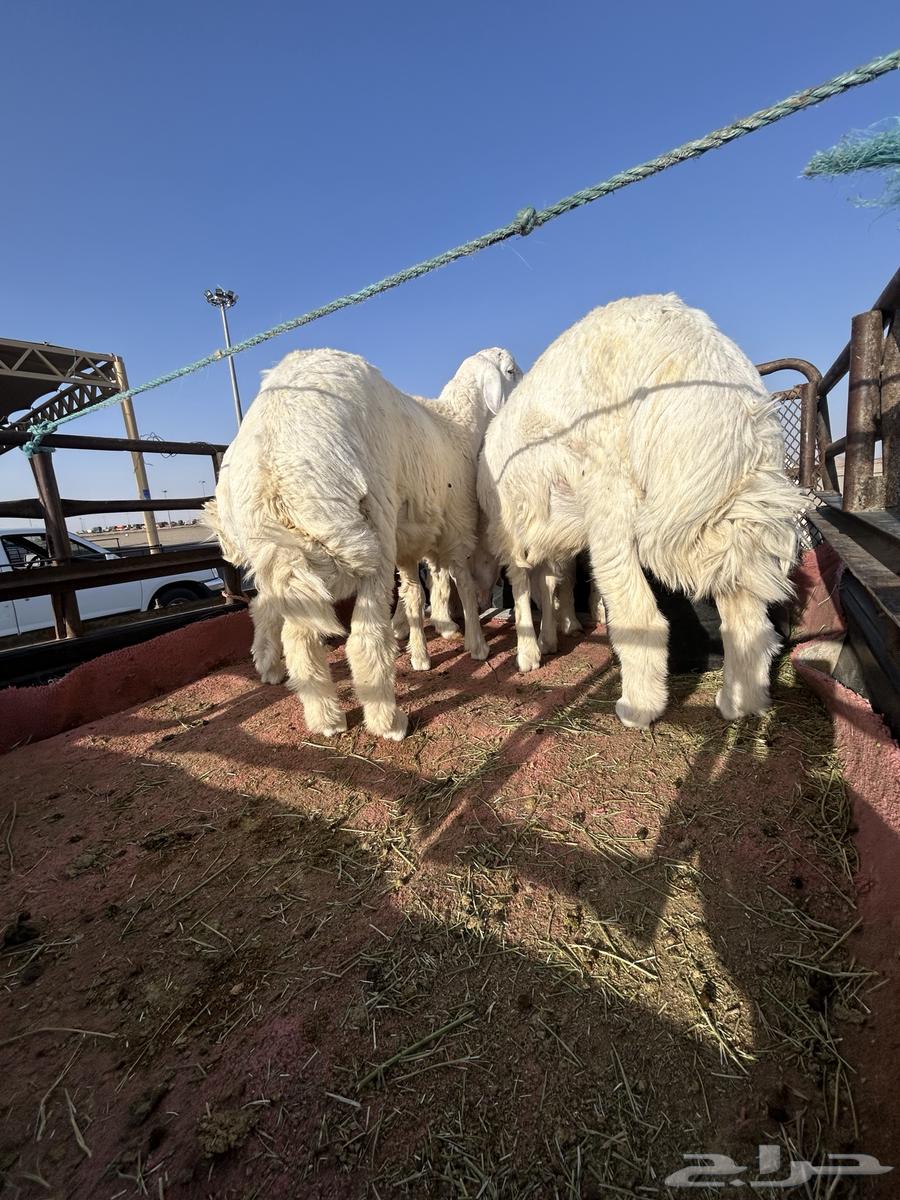 خرفان جبره ونظيفة64683261003139110