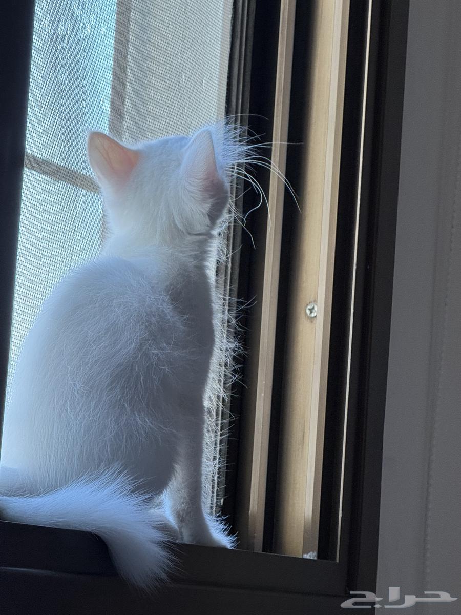 قط انثى ابيض انجورا العمر 3 شهور64541393190147111